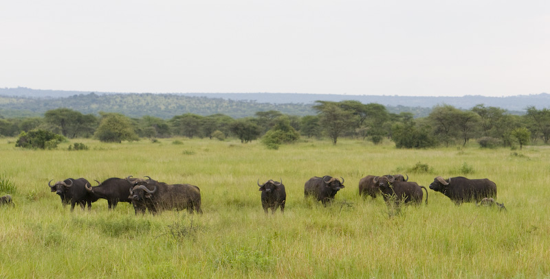 Cape Buffalo Herd